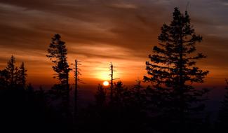 Sunset Trees red