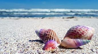 Colorful and beautiful seashells on the rocky beach, near the blue water of the sea with white waves in summer