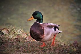 duck walks in the autumn park