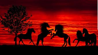 silhouettes of wild horses at red sunset
