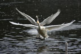 wonderful bird Lake