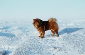 Baltic Total Frozen