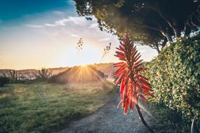 Close-up of the beautiful and colorful flower, among the green plants, in light, at colorful sunset