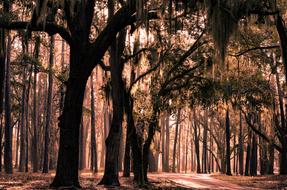 landscape of Nature Trees Forest