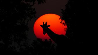 dark photo of Giraffe Animal in Africa