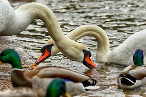 two Swans and mallard drakes feeding at water