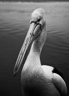 magnificent Pelican Bird