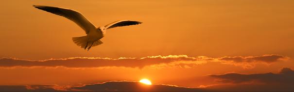 painted white seagull against a golden sky