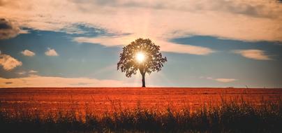 splendid Landscape Tree