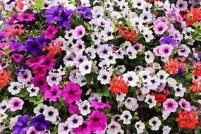 wonderful Flowers Sea Of Bloom