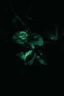 green leaves in the dark