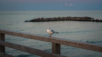 seagull sits on a wooden pier on the shore of the evening sea