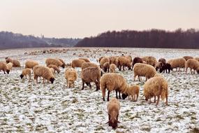 flock of sheep in the pasture in the snow