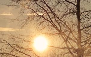 Tree Dawn Morning