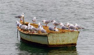 Seagulls Row