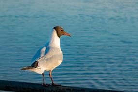 Beautiful and cute black-headed gull on the shore, in light, near the Hollingworth Lake, England