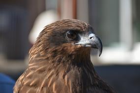 portrait of Animal Bird Raptor