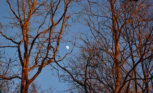 Sunset Moon tree