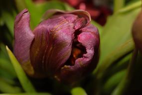 macro photo of Tulip Flower Blossom