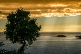 amazing Evening Sun and tree