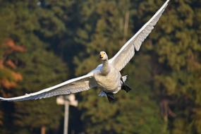 white swan in flight at greenery