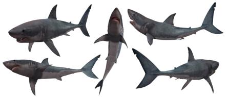 five great white sharks at white background