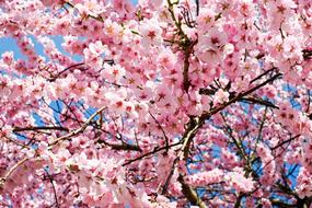 branches with Pink Flowers at sky, Japanese Cherry, background