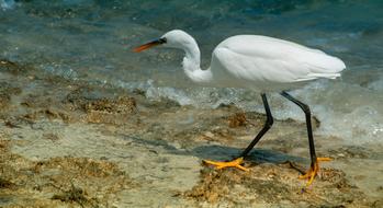 waterfowl bird of Africa