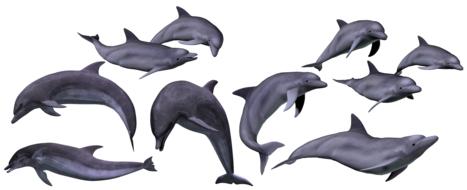 clipart of the dolphins