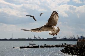 amazing Seagulls Flight