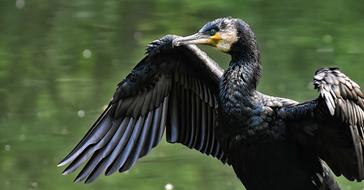 wonderful Phalacrocorax Carbo