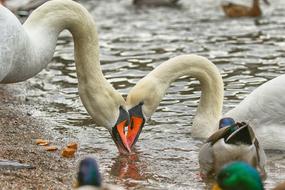 splendid Swan Bird