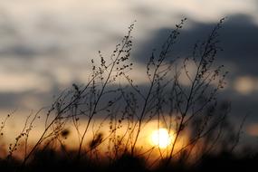 wonderful Sunset Grasses Twilight