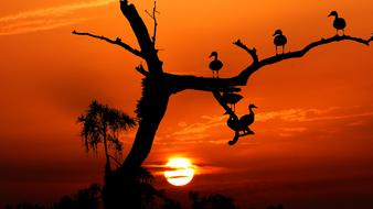 silhouettes of birds on a tree against the background of an orange sunset