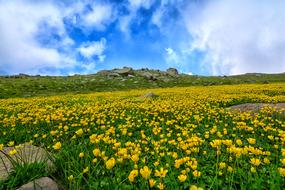 yellow flowering meadow on a background of white clouds in blue sky