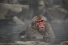 adult japanese macaque resting in water