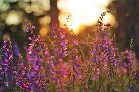 Beautiful colorful flowers and clover at background with the light