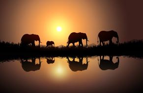 elephants africa savanna