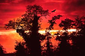 tree branches silhouette on the red sky