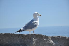 enchanting Gull Bird