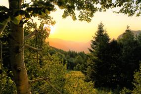 Forest Sunset
