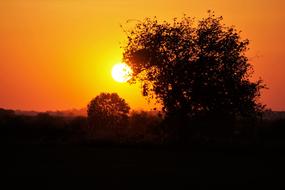 Silhouette of the trees and other plants, at beautiful and colorful, gradient sunset in the sky
