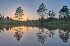 tall trees are reflected on the surface of the lake in the evening