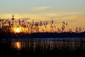 high reed against the evening sky