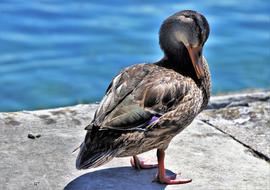 incredible Duck Water Bird