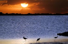 birds by the pond at llanos in Venezuela