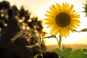 incredible Sunflower Summer