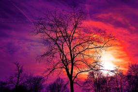 trees against a violet-red sky and white sun