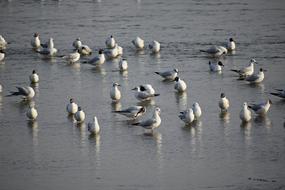 flock of Seagulls resting in water