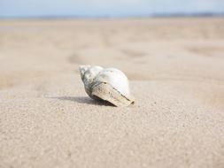 white shell on the white sand